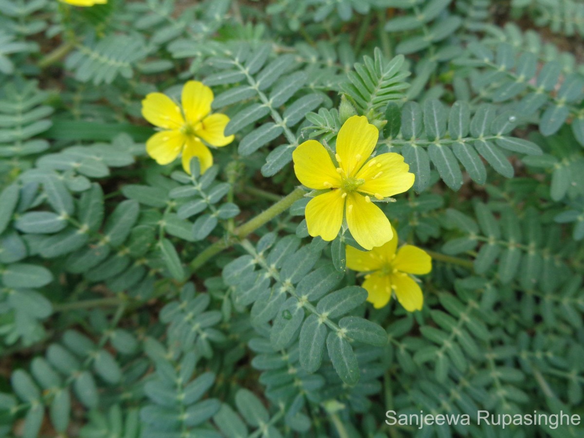 Tribulus terrestris L.